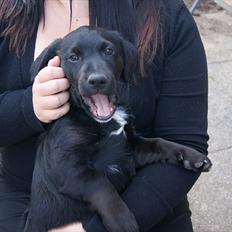 Blanding af racer Joey