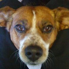 Blanding af racer beagel/ dansk svensk gårdhund,   Daisy