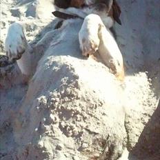 Blanding af racer beagel/ dansk svensk gårdhund,   Daisy