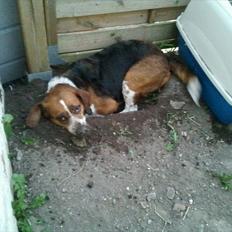 Blanding af racer beagel/ dansk svensk gårdhund,   Daisy