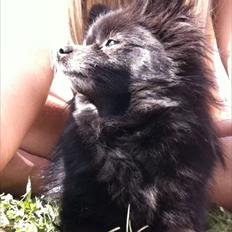 Pomeranian Gaia's pure black Phoebe