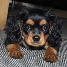 Cavalier king charles spaniel Mademoiselle Soleil Noir