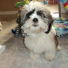 Blanding af racer Zarzu (Tidligere hund)