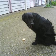 Blanding af racer Sniffer