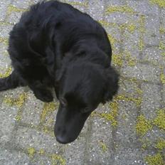 Blanding af racer Sniffer