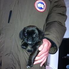 Blanding af racer Bodil Kjær