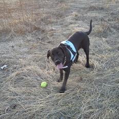 Labrador retriever monty