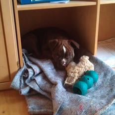 Olde english bulldogge Benny
