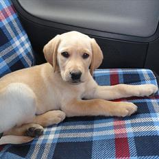 Labrador retriever Doozy