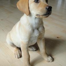 Labrador retriever Doozy