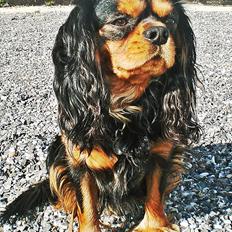 Cavalier king charles spaniel Hannibal