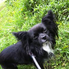 Chihuahua Magnus.