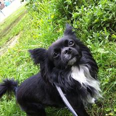 Chihuahua Magnus.