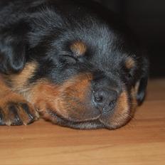 Rottweiler Fairmoors Amazing Grace