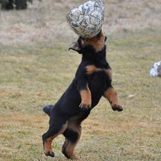 Rottweiler Fairmoors Amazing Grace