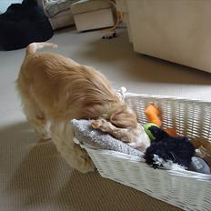 Amerikansk cocker spaniel walde