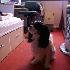 Cavalier king charles spaniel Bamse