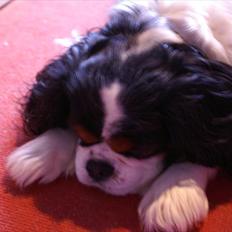 Cavalier king charles spaniel Bamse
