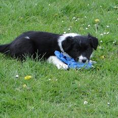Border collie Danielsson´s Skyline Celix (Felix)