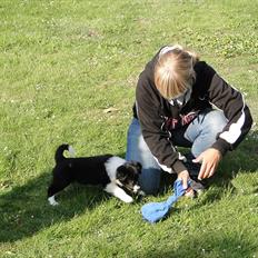 Border collie Danielsson´s Skyline Celix (Felix)