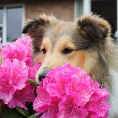 Shetland sheepdog Oscar aka. Vaps