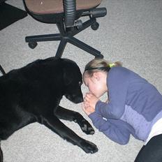 Labrador retriever Basse
