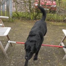 Labrador retriever Basse