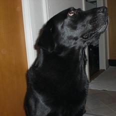 Labrador retriever Basse