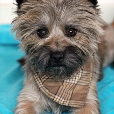 Cairn terrier Jensen aka Gulvmoppen