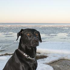 Labrador retriever Buster