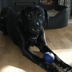 Labrador retriever Buster