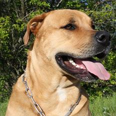 Blanding af racer  >Bamse< aflivet. 