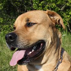 Blanding af racer  >Bamse< aflivet. 