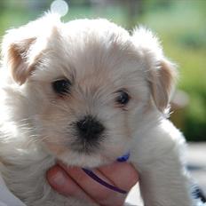 Coton de tulear Vicky