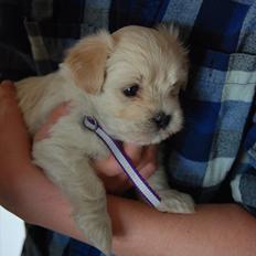 Coton de tulear Vicky