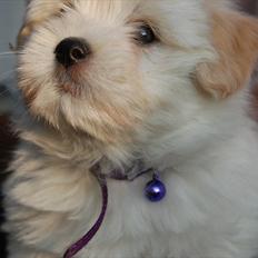 Coton de tulear Vicky