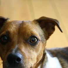 Dansk svensk gaardhund /Jack russell Bølle