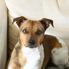 Dansk svensk gaardhund /Jack russell Bølle
