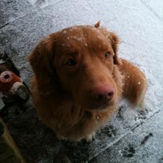 Nova scotia duck tolling retriever Simba