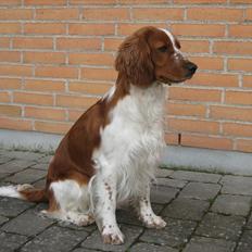 Welsh springer spaniel Lloer's Tale of Gold *Sally*