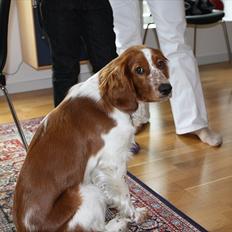 Welsh springer spaniel Lloer's Tale of Gold *Sally*