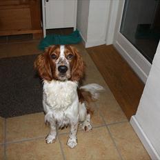 Welsh springer spaniel Lloer's Tale of Gold *Sally*