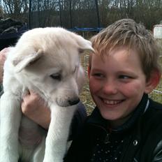 Siberian husky Mischa