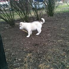 Siberian husky Mischa