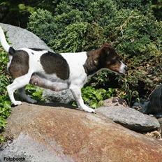 Jack russell terrier Carla