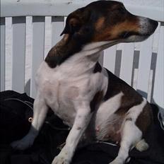 Jack russell terrier Carla
