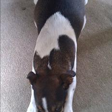 Jack russell terrier Carla