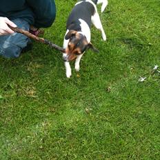 Dansk svensk gaardhund Freja