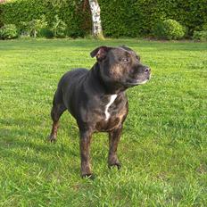 Staffordshire bull terrier Point of View Annie