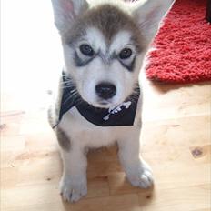 Alaskan malamute Sam